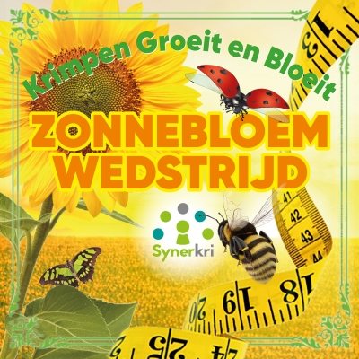 zonnebloemwedstrijd
