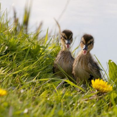natuur