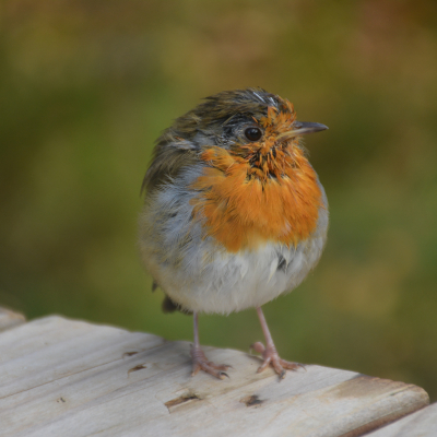 Vogel op een tak