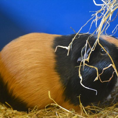 cavia