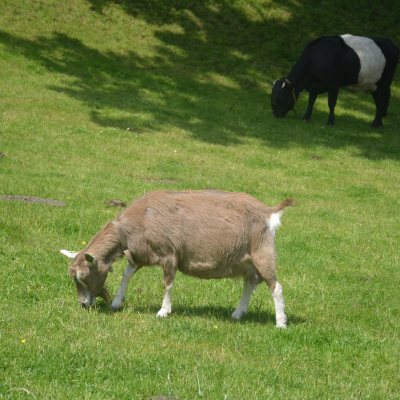 Geiten observeren