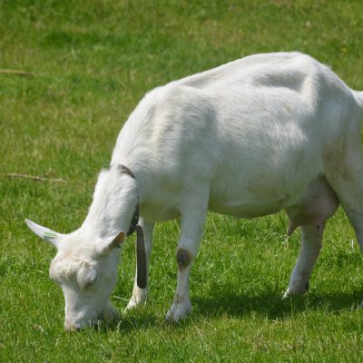 Gedragsonderzoek geiten 🐐