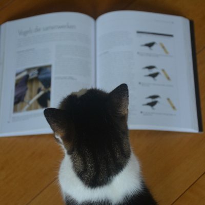 slimme dieren