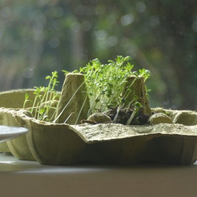 moestuintje