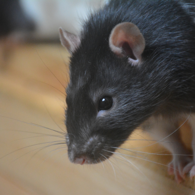 foto van een rat