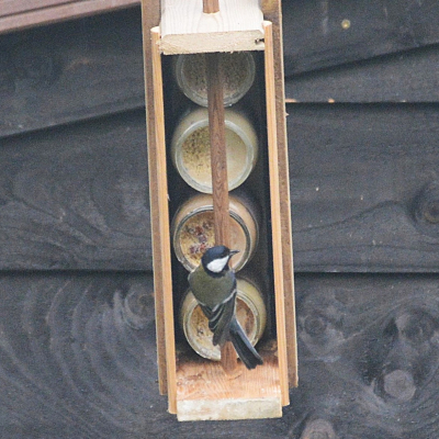 Koolmeesje met voederbakje
