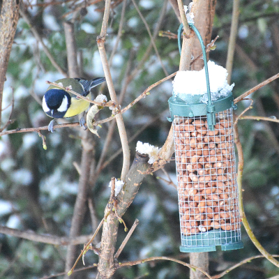 Koolmeesje met voederbakje