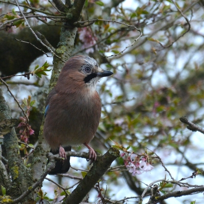 De afbeelding toont een vogel in een boom 