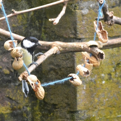 De afbeelding toont een koolmeesje tussen vogelvoer op een takje