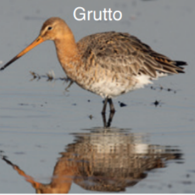 De afbeelding toont een foto van een grutto