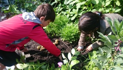 moestuinieren