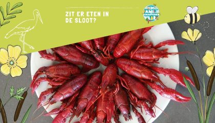 voedsel uit de sloot