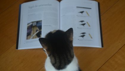 slimme dieren