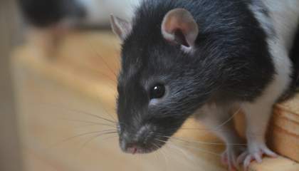 foto van een rat