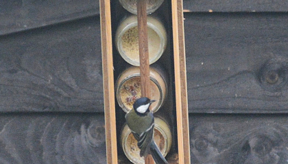 Koolmeesje met voederbakje