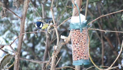 Koolmeesje met voederbakje
