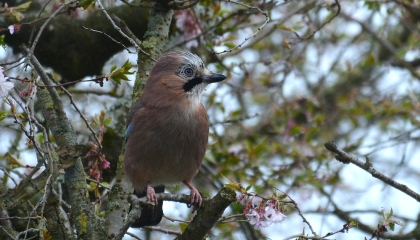 De afbeelding toont een vogel in een boom 