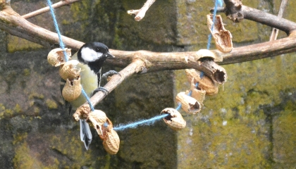 De afbeelding toont een koolmeesje tussen vogelvoer op een takje