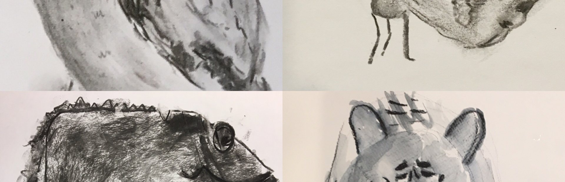 Dieren schetsen ✏️ | Synerkri