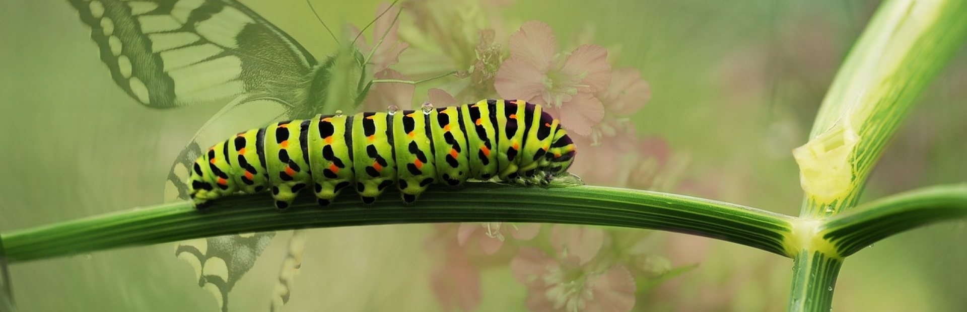 Rupsje Nooitgenoeg 🐛 | Synerkri